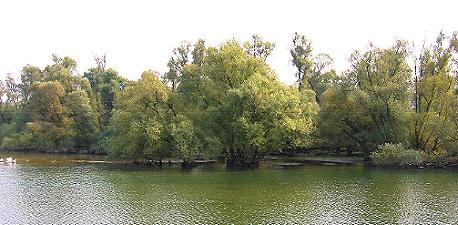 saule tetard